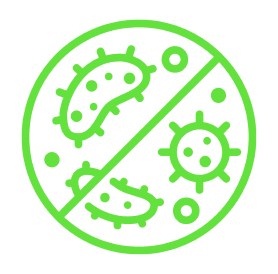 bacteria